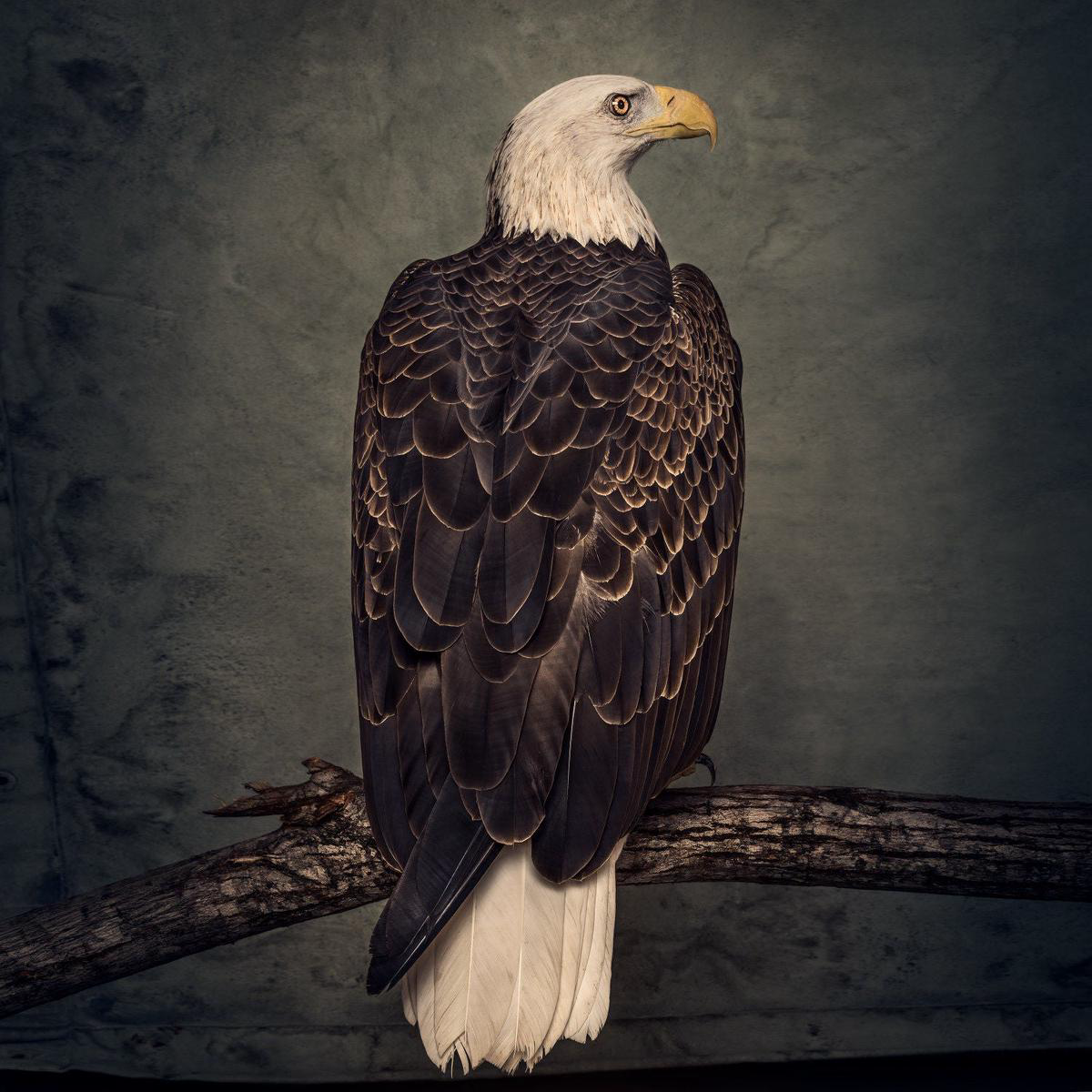 Book of Bad Decisions Limited Coloured Vinyl LP